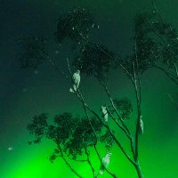 green (@greenocool1) 's Twitter Profile Photo