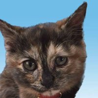 ネネ (@nekonene19566) 's Twitter Profile Photo