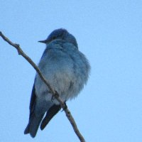 Silver State Chronicle (@state5991) 's Twitter Profile