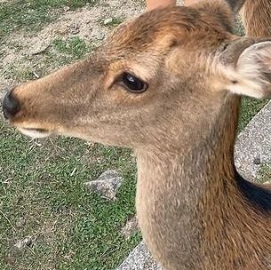 nonnon_rinon_'s profile picture. 【#Rinon🍐🎵】ちゃんの応援とSNS(https://t.co/yNWKJtHLdj)のフォローよろしくお願いします🙇‍♀️  JCミスコン2022ファイナリスト/seju所属/今日好き出演