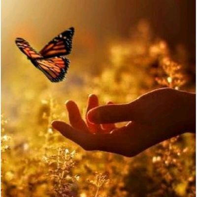 Dreams are not dreaming anymore ~love Butterflies ~ Anthropologist~ Fatmian~Muslim