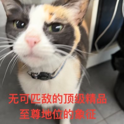 qiuyouwei Profile Picture