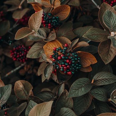 ChandaRoy4722's profile picture. 'Reddio'