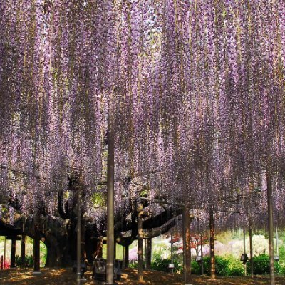 舘野　繁