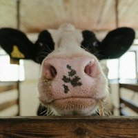 Beefbooger (@beefbooger) 's Twitter Profile