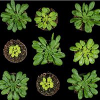 Molecular Photosynthesis Lab (@imf_hhu) 's Twitter Profile