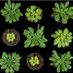 Molecular Photosynthesis Lab (@imf_hhu) Twitter profile photo Molecular Photosynthesis Lab (@imf_hhu) Twitter profile photo