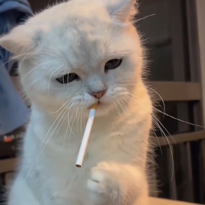 Mayjc30's profile picture. 04｜双子｜ENTP｜私信看到就会回｜煮啵不是男同🙏