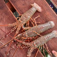 kerang season 2 (@mr_kerang) 's Twitter Profile Photo