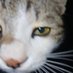 Zagros (@zagros537420401) Twitter profile photo Zagros (@zagros537420401) Twitter profile photo