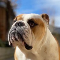 Barney the Bulldog(@barney_bulldog) 's Twitter Profile Photo