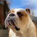 Barney the Bulldog (@barney_bulldog) Twitter profile photo