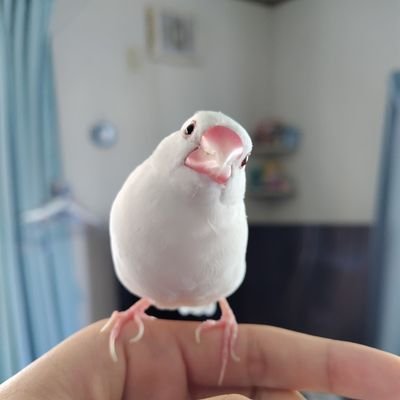 あおれたすさんのプロフィール画像
