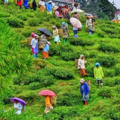 MKRahman1051078's profile picture. 