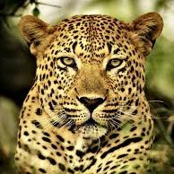 Alistair 🐆 (@tlanokia) 's Twitter Profile Photo Alistair 🐆 (@tlanokia) 's Twitter Profile Photo