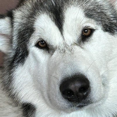 Welcome to @Alaskan Empiree. We Share daily alaskan releted photo and video. If you really love alaskan follow us @alaskanempiree
#alaskanmalamute