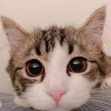 A8QvdXzIQA70028's profile picture. 🐼さん 、📎🗝️ 、(🌸🧡🐈‍⬛)見る専