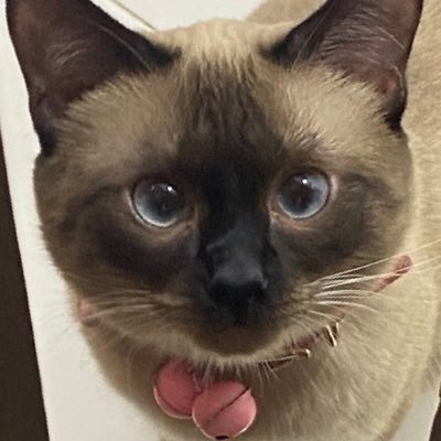 r0ckbison's profile picture. #r0ckbisonfeedbacks💌 #r0ckbisonsells 💯 #AshArmy✊🏼 #6️⃣5️⃣🎹 bns/fan/ga joining acc