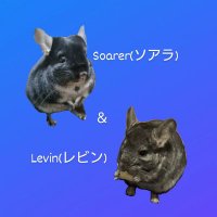 Nanami@ソアラとレビン (@soarer_levin) 's Twitter Profile
