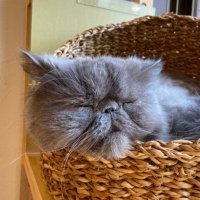 にゃ (@ebisukidayoooon) 's Twitter Profile