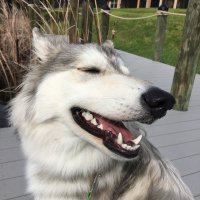 A. Whitewolfe (@whitew0lfe777) 's Twitter Profile Photo A. Whitewolfe (@whitew0lfe777) 's Twitter Profile Photo