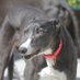 Greyhound Welfare UK (@GreyWelfare_uk) Twitter profile photo