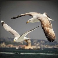 Şükrü Okudan (@okudansukru) 's Twitter Profile Photo Şükrü Okudan (@okudansukru) 's Twitter Profile Photo