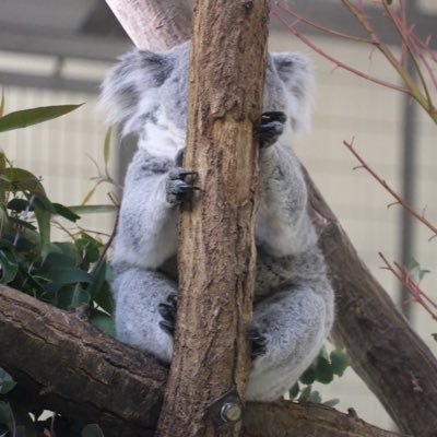 動物園に住みたい