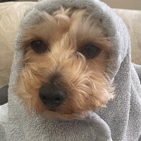 Captain Shoegaze (@iwood74) 's Twitter Profile Photo