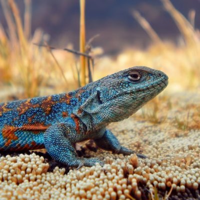 obbie_dobbie's profile picture. 