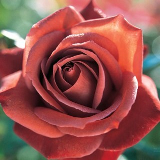 Hassh_ali's profile picture. 