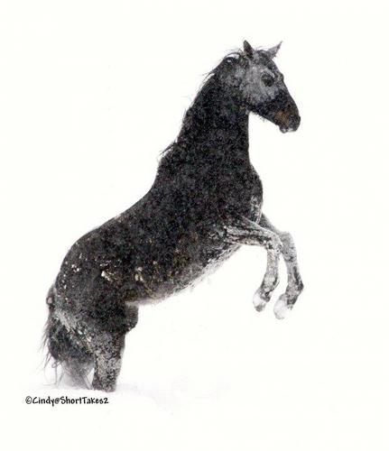 ShortTakes2's profile picture. Cert. Equine Sports Therapist...