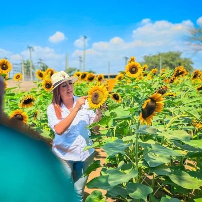 Tengo un jardín de Girasoles 🌻🥰☀️
Vivero Rainbow Ornamentales  🪴