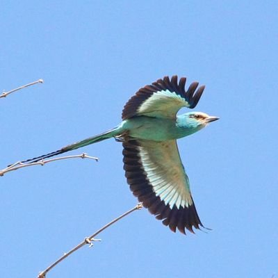 Conservation Scientist,(One health, Biosafety & EIA), Ornithologist, Agroecologist (Conservation Evidence Cambridge Univ.) Lecturer & PhD Candidate.