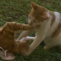 Alex (@alexssuntan) 's Twitter Profile