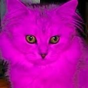 mucicarminha's profile picture. ça se passe? vejo umas coisas no microscopio e dou risadas...