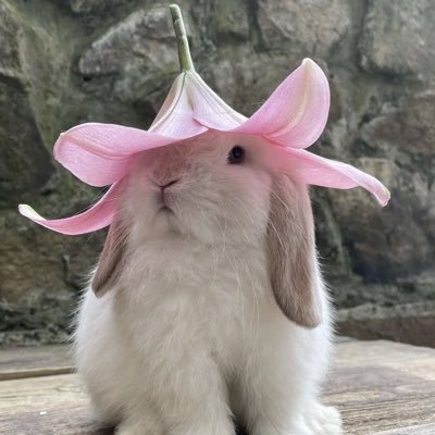 glub glub npc ♍︎ ☉ ♌︎ ☽ ♋︎ ↑ u bet ur ass i stand for a free palestine and a free congo