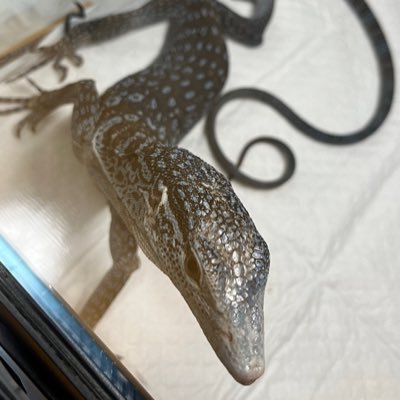 現在50匹の動物と暮らす人。動物が好き。とくに爬虫類🐍ボールパイソン/レオパ/フトアゴ/モニター/ヤモリ/カエル/リクガメ/アロワナ/ポリプ/オスカー☆フォロー宜しくお願いします!YOUTUBEも宜しくお願いします🤣