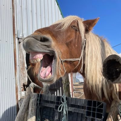 北海道の東の端っこで仕事の合間に大きいお馬と戯れてます🐴 推しはカツフジヒメとカツエアリー ♥猫/馬/ばんえい/イラスト/GLAY/ペンタゴン/でんぱ組/女王蜂/鬼滅/まどマギ/喰種♥ 思うがままにツイート中🛸 無言フォローすみません🙇