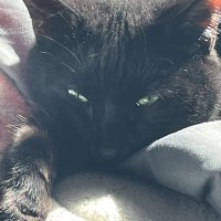 Brett (@scorchyybc) 's Twitter Profile