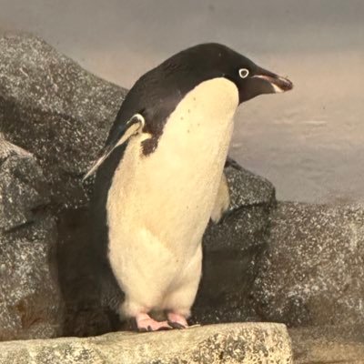 hakusan_7538315's profile picture. デレメインのPです。