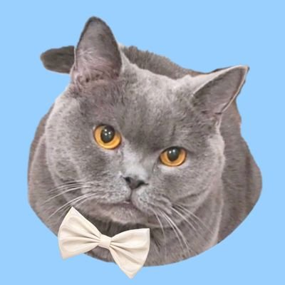 ○2018.3/29⇒に、猫カフェラグドール千日前店様元猫staff🐱【アッシュ】さん(誕生日🎂2011.8/1♂14歳🌟
ブリティッシュショートヘア)
を我が家🏠にお迎えしました。丸顔とえくぼがチャームポイント💗🐱/ヌシはれいもふ🧸です😎/※DMはお返事してません⚠🙏
