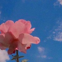 rose (@bloswarm) Twitter profile photo