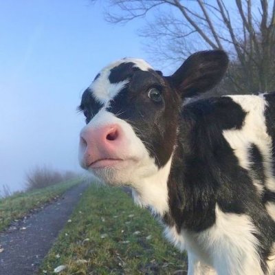shfloc's profile picture. 