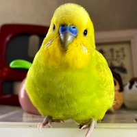 玉G (@kebari_g2) 's Twitter Profile
