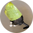 catwifbag

The Dogwifhat owner’s cat.
$BAG
TG: https://t.co/iD02jnEm1M