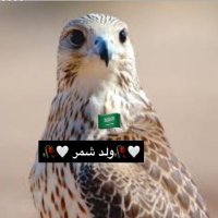 🤍🥀ولد شمر🥀🤍 (@hh8w8) 's Twitter Profile