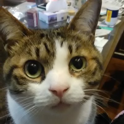 陸前高田市で鮮魚店を経営してます。旬の刺身、魚介類等地物にこだわり販売しております。遠方からのお客様も沢山来て頂いて仕事にやりがいを感じております。※個別メッセージへの返信は行っておりません🐈補足🐈好きです。 幸丸(ゆきまる)と言います!
