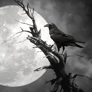 moonghost_141's profile picture. 🔞 nsfw | born in the 20th century | cod brainrot victim 🪦🕊