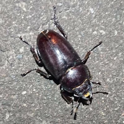 Known13yNone's profile picture. デュエマ/モンスト/スト6/麻雀/ガンプラ/バス釣り/パソコン自作/
法/C4/公政研